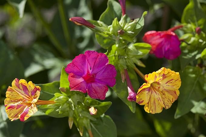 Seeds Four O'clock Mix Mirabilis - Annual Flowers for Planting