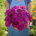 Eden Brothers Zinnia Seeds - Purple Prince, Non-GMO Seeds for Planting, 1/4 lb | Low-Maintenance Flower Seeds, Plant During Spring, Zones 3, 4, 5, 6, 7, 8, 9, 10