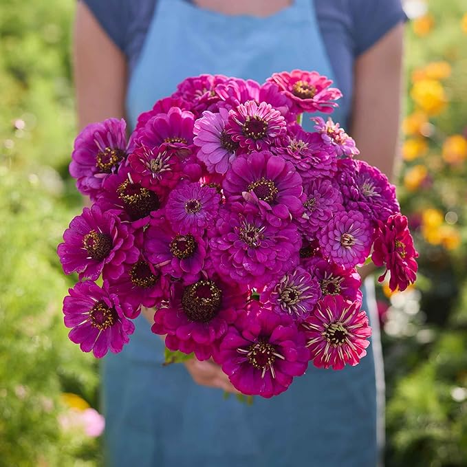 Eden Brothers Zinnia Seeds - Purple Prince, Non-GMO Seeds for Planting, 1 oz | Low-Maintenance Flower Seeds, Plant During Spring, Zones 3, 4, 5, 6, 7, 8, 9, 10