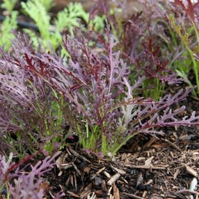 Seeds Mizuna Mix Lettuce Salad (Japanese Cabbage) Water Microgreen Heirloom Vegetable Non GMO
