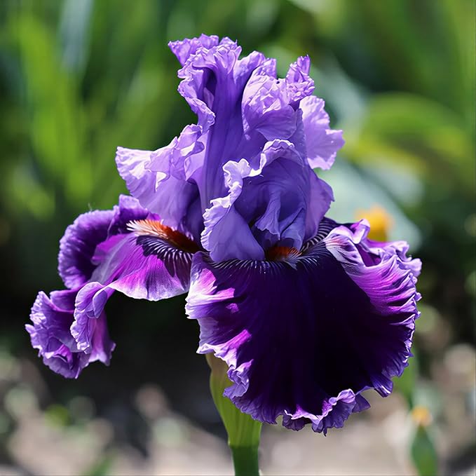 75+ Mixed Color Iris Flower Seeds - Non-GMO, Rare Varieties, Stunning Blooms for Outdoor Garden Planting
