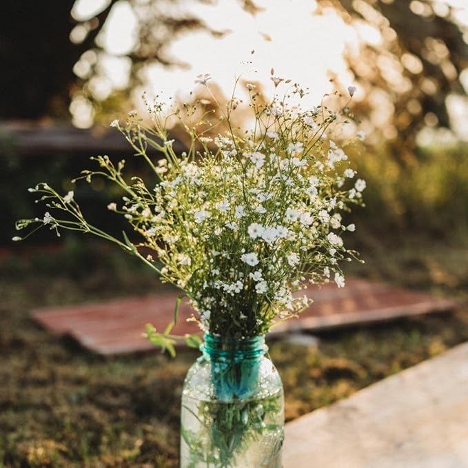 Covent Garden Baby's Breath - 250 Seeds - Easy & Fast to Grow Flower Variety, Great for Bouquets & Arrangements, Non-GMO Baby's Breath Seeds for Planting in The Home Garden, Thresh Seed Company