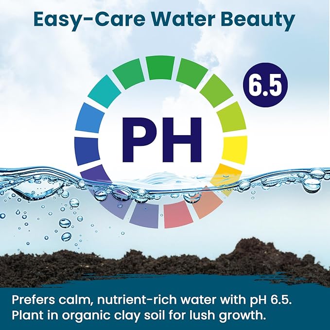 Lotus Seeds for Planting in Water | 30 PCS Mixed Color Bowl Lotus Seeds for Indoor Bonsai, Outdoor Ponds & Garden | Non-GMO Water Lily Aquatic Plant Seeds