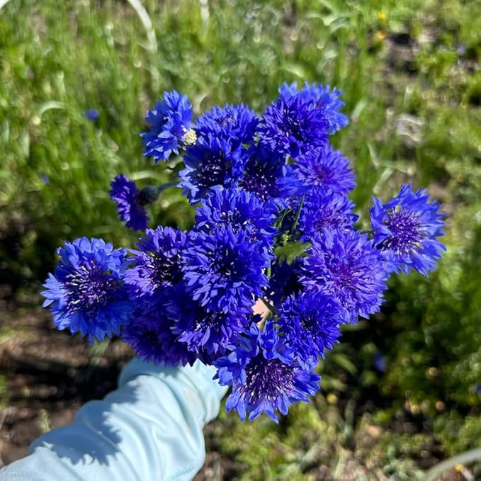 1007+ Cornflower Seeds Mix for Planting, Dwarf Cornflower Seeds Perennial, Corn Flower Seed Non-GMO Heirloom Plant Seed Garden Outdoor