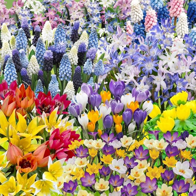 50 Mixed Flower Bulbs, 5 Varieties Assorted Top-Size Bulbs for Fall Planting, Vibrant Spring Bloom, Hardy Perennial Flower Bulb for Flowers Bed, Containers, Gardens