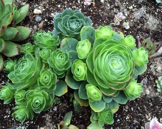Mixed Colored Rare Succulents Seeds Flower Plant 200 Pcs Seeds