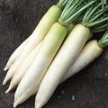 Daikon Radish - 1/4 LB ~10,700 Seeds - Non-GMO, Heirloom, Open Pollinated - Vegetable Gardening, Sprouting & Micro Greens Seeds
