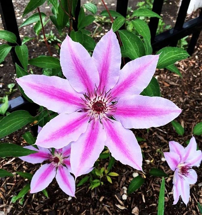 Clematis Mixed Colors 20Seeds Wonderful Blooms 20+ Perennial Vine Seeds (Clematis 1)