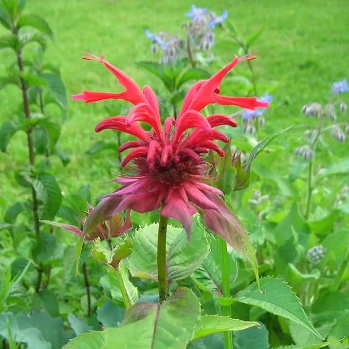 500 Bee Balm Flower Seeds – Bright Red Perennial Blooms for Pollinator-Friendly Gardens