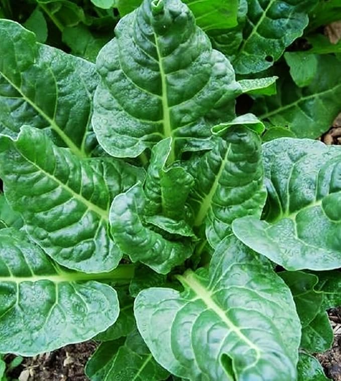 100 + Pcs Seeds Swiss Chard Collection for Planting - Individual Packets of Red Ruby Swiss Chard & Perpetual Spinach Swiss Chard - Non-GMO Heirloom (Perpetual Spinach Swiss Chard)