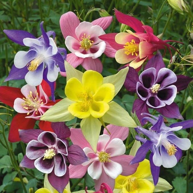 Columbine McKana Mix Seeds – Aquilegia Caerulea | Perennial Wildflower for Pollinators | Elegant Long-Spurred Blooms
