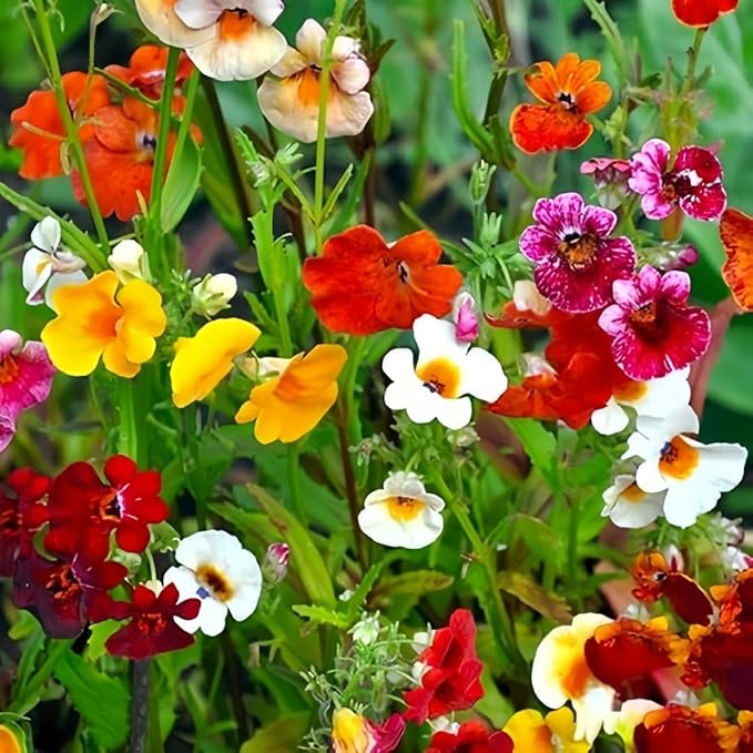 300pcs Nemesia Galaxy Flower Seeds for Planting - Vibrant Color Mix, Long Blooming Season, Compact & Fragrant, Attracts Butterflies, Perfect for Pots, Borders, Garden Beds, DIY Floral Displays