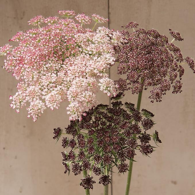 Ammi Dara Flower Seeds for Planting (100 Seeds) - Mixed Color Queen Anne's Lace Flower Seeds, Daucus Seed