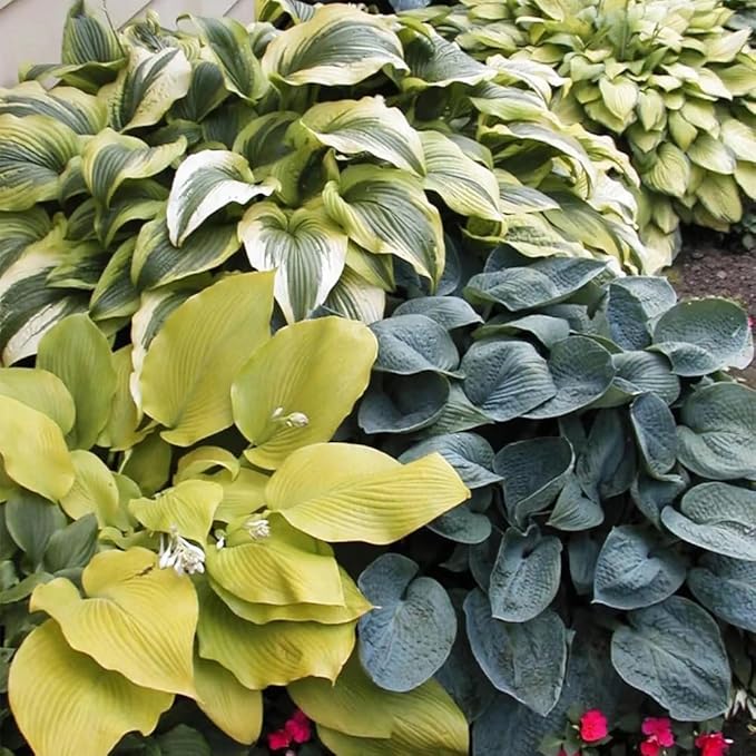 288+ Mixed Hosta Seeds - Rare Perennial Shade Plants for Garden Borders, Patios, and Containers - Non-GMO Heirloom, Colorful Ornamental Foliage