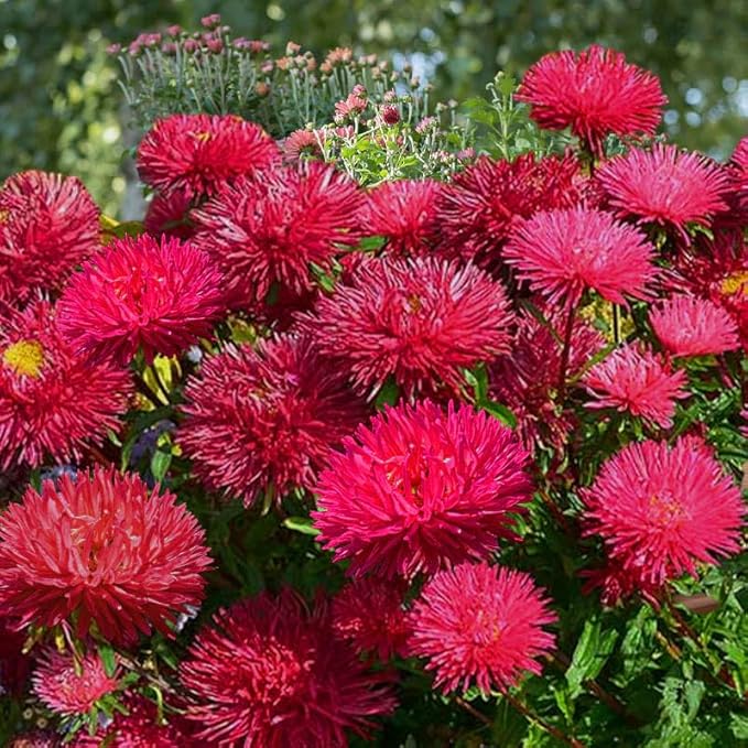 Outsidepride Gremlin Aster Seeds - 1000 Pcs. Annual, Hardy & Pollinator Friendly Flower Seeds for Planting Vibrant Red Blooms and Oval-Shaped Leaves, Great for Meadows & Aesthetic Gardens