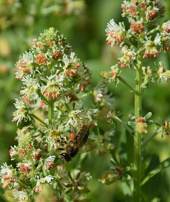 KIRA SEEDS - Seeds Reseda - Garden Mignonette - Heirloom Herb - GMO Free