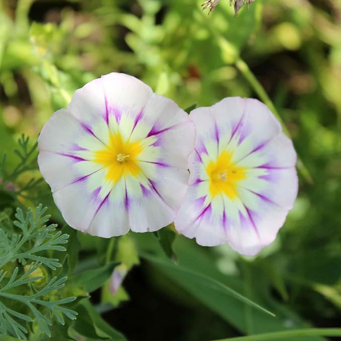 Eden Brothers Morning Glory Seeds (Dwarf) - Mixed