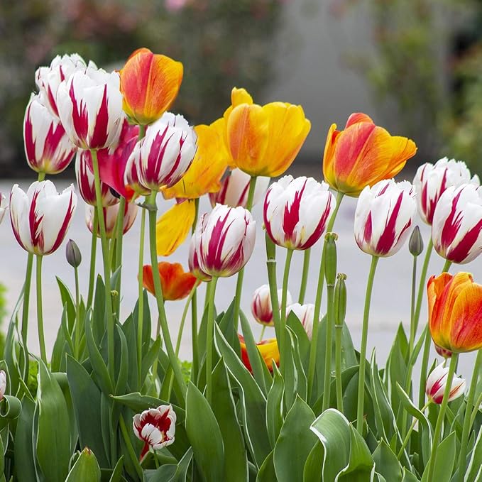 Mixed Sorbet Tulips – 8 Bulbs | Pink, Red & White Perennial Flowers - Spring Blooming | Easy-to-Grow Rembrandt Tulips for Rock Gardens, Borders & Containers – Zones 3–8 | Butterfly & Bee Attracting