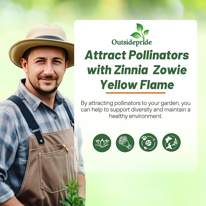 Outsidepride Zinnia Elegans Zowie Yellow Flame Seeds – 30 Pieces Annual, Heat & Drought Tolerant, Zinnia Flower Seeds w/Bicolor Blooms, Pollinator-Friendly for Garden Beds & Landscapes (AAS Winner)