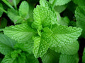 Peppermint, HERB Seeds Heirloom, Non GMO 100 Peppermint Seeds, Delicious