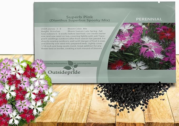 Outsidepride Superbus Spooky Pink Mix Dianthus Seeds for Planting - 5000 Pcs Easy to Grow and Hardy Perennial Flower Seeds with Colorful & Fragrant Blooms for Mixed Plantings & Pollinator Gardens