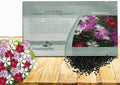 Outsidepride Superbus Spooky Pink Mix Dianthus Seeds for Planting - 10000 Pcs Easy to Grow and Hardy Perennial Flower Seeds with Colorful & Fragrant Blooms for Mixed Plantings & Pollinator Gardens