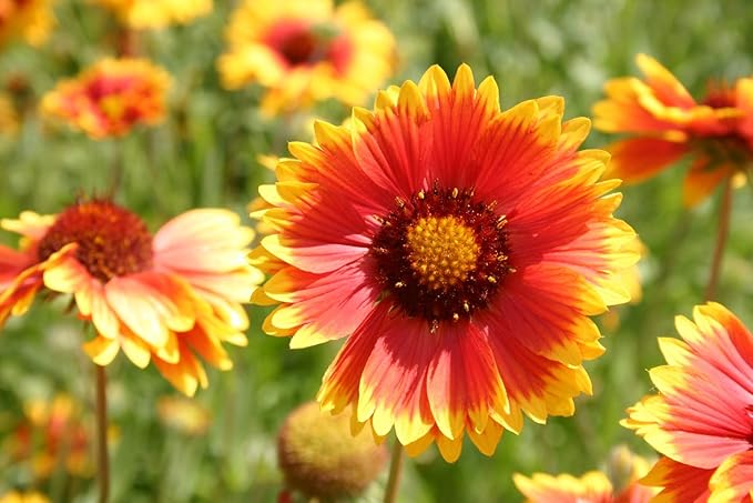 Blanketflower Gaillardia Seeds (Gaillardia aristata) – 500+ Non-GMO Heirloom Seeds by Isla’s Garden Seeds, Vibrant Perennial Wildflowers, Attracts Butterflies & Bees, Drought-Tolerant & Easy to Grow