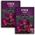 Stock Flower Seeds for Planting - Matthiola Incana Hoary Stock, Fragrant Cut Flower Garden, Vintage Harmony Mix, Non-GMO Heirloom - Survival Garden Seeds (2 Packs)
