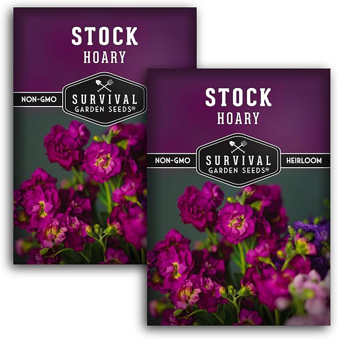 Stock Flower Seeds for Planting - Matthiola Incana Hoary Stock, Fragrant Cut Flower Garden, Vintage Harmony Mix, Non-GMO Heirloom - Survival Garden Seeds (2 Packs)