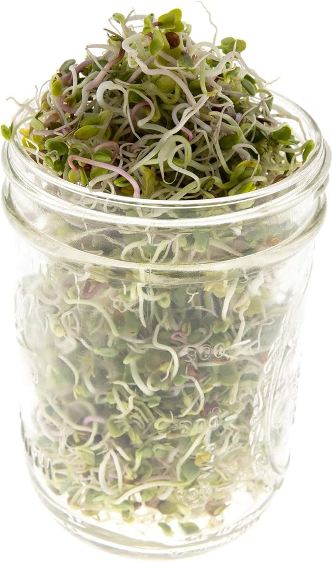 Spicy Sprouting Mix | Contains Tendergreen, Radish & Crimson Clover Seeds for Sprouting | Non GMO Heirloom Seeds | Bulk 1 LB Resealable Bag | Rainbow Heirloom Seed Co.
