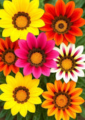 Showy Multicolor Gazania Seed Mix 100+ Seeds for Planting Non-GMO
