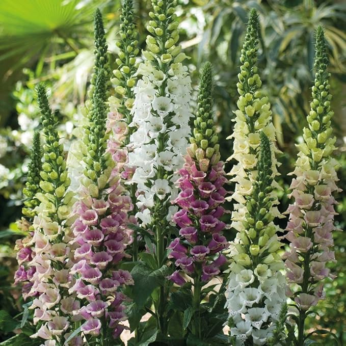 Seeds Foxglove Purple Mix Digitalis Giant Perennial Flowers for Planting