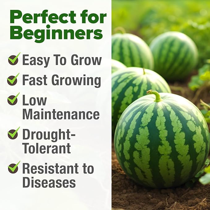 HOME GROWN 𝗨𝗦𝗔 𝗣𝗥𝗘𝗠𝗜𝗨𝗠 𝗢𝗥𝗚𝗔𝗡𝗜𝗖 Watermelon Vegetable Seeds 15 & Cherry Belle Radish 800 & Tendersweet Carrots 3000