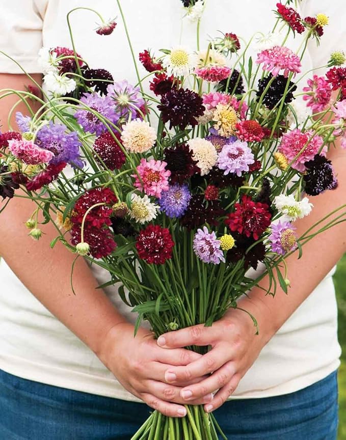 Seeds Pincushion Flower Mix - Scabiosa - Annual Flowers for Planting