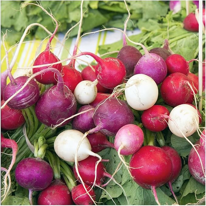 Seed Needs Radish Seeds for Planting Easter Egg Radishes - Non-GMO Heirloom & Untreated - Grow a Home Grown Vegetable Garden - Cool Weather Crops (1 Pack)