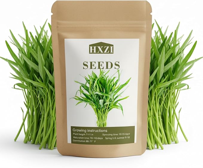 2000 Kangkong Seeds for Planting – Rau Muong Seeds Vietnam Variety – Kong Xin CAI Ong Choy Asian Vegetable for Filipino & Vietnamese Garden Growing