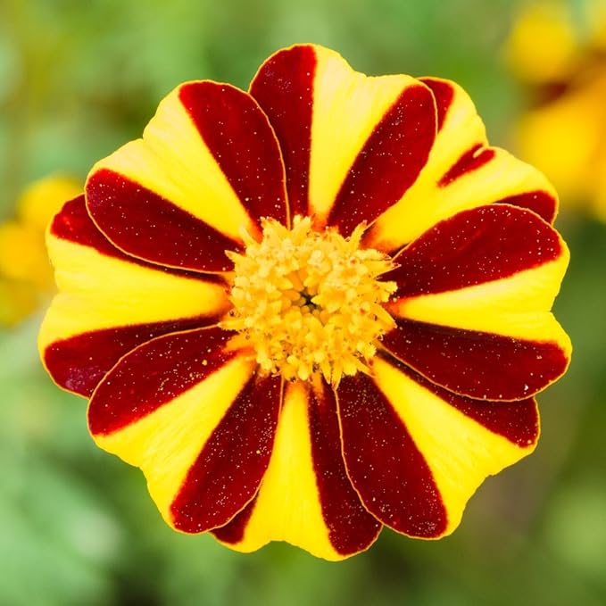 NIKA SEEDS - Seeds Flowers French Marigold Majestic Annual - 100 Seeds