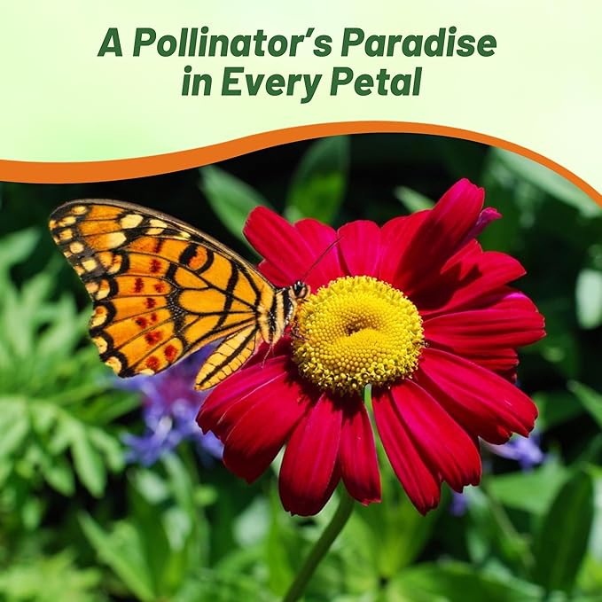 Outsidepride Robinson's Red Chrysanthemum Seeds - 10000 Pcs. Perennial, Drought Tolerant Flower Seeds for Planting in Pollinator Gardens, Cut Flowers & Low Maintenance Landscaping