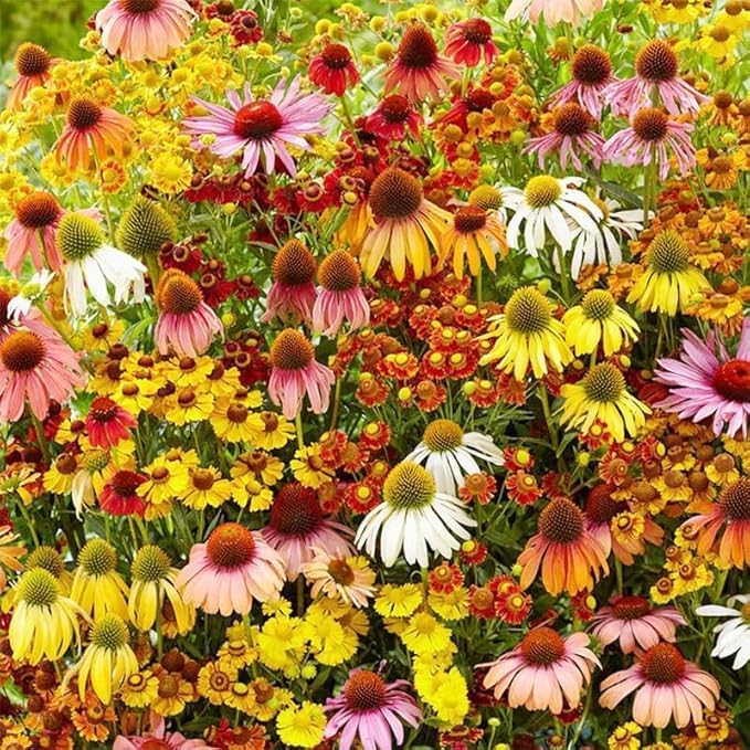 Echinacea Coneflower Seeds, 2000 Pieces, Non-GMO, Perennial Garden Flowers