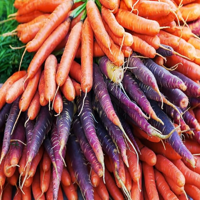 1500+ Rainbow Carrot Seeds for Fall Planting,Organic Heirloom Carrots Seeds Easy to Grow-Root Vegetable Seed for Fresh Eating & Juicing,in Gardens & Containers
