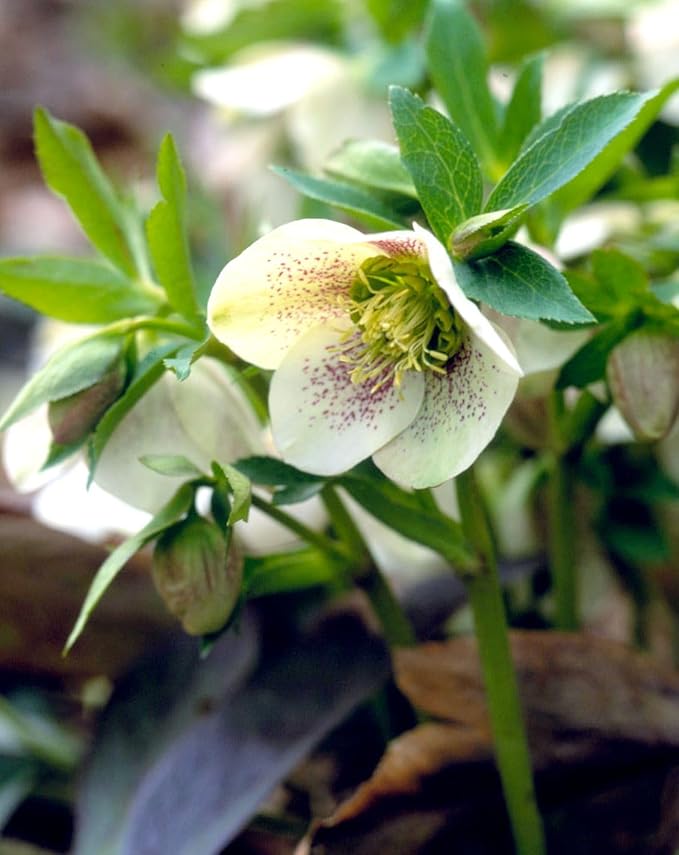 100 Pcs Mixed Helleborus Flower Seeds, Perennial Winter-Blooming Seeds for Planting, Hardy Shade-Loving Flowers for Gardens, Borders, Containers & Year-Round Decorative Landscaping