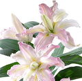 Easy to Grow Lilium Oriental Lily 'Soft Music' Plant Bulbs (3 Pack) - Pink White Fragrant Double-Flowering Blooms in Summer Gardens