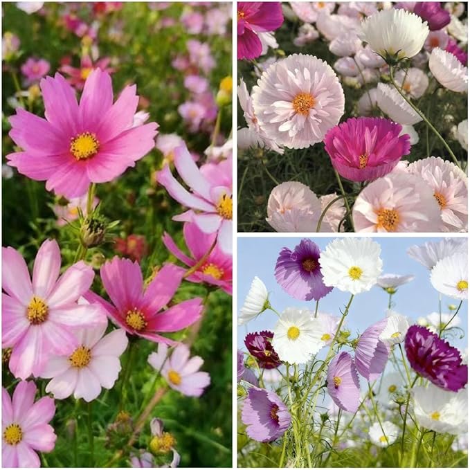 300+ Cosmos Flower Seeds for Planting, Mixed Color Egg Tart Cosmos Seed, Non-GMO Heirloom Cosmos Flower Seeds for Home Garden Outdoor