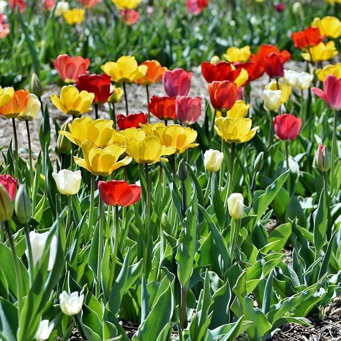 Peony-Style Double Bloom Tulips-10 Bulbs–Red, Pink, White, Yellow & Orange Premium Flowers | Late Blooming Spring Perennials for Gardens & Containers – Zones 3–8 (10 Colorful Mixed Tulip Collection)