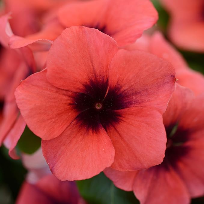 Outsidepride Papaya Periwinkle Seeds for Planting – 50 Pcs Annual, Fast-Blooming, Heat & Drought Tolerant Vinca Flower Seeds with Vibrant Colors Ideal for Gardens, Beds, Borders & Containers