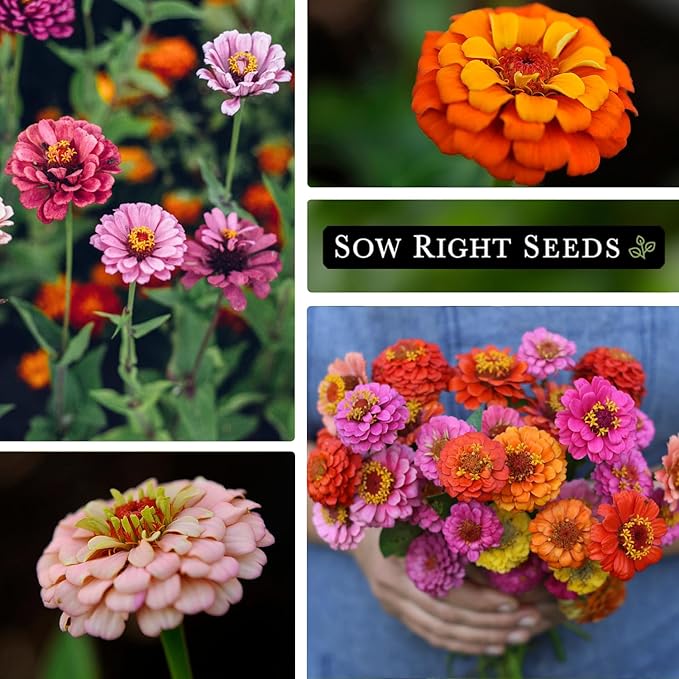 Sow Right Seeds - Thumbelina Zinnia Seeds for Planting - Beautiful to Plant in Your Flower Garden - Non-GMO Heirloom Packet with Instructions - Annual Cut and Come Again for Bouquets (3)