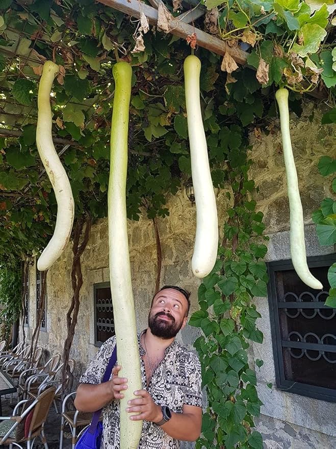 Seeds Calabash Long Gourd Lagenaria Serpantine Heirloom Vegetable for Planting Non GMO