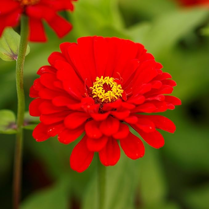 Eden Brothers Zinnia Seeds - Will Rogers, Non-GMO Seeds for Planting, Packet | Low-Maintenance Flower Seeds, Plant During Spring, Zones 3, 4, 5, 6, 7, 8, 9, 10
