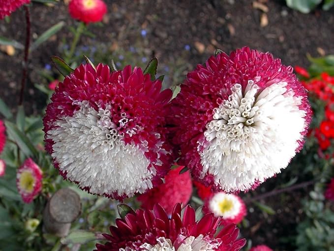 Seeds Flowers Aster Winter Cherry Annual - 100 Seeds