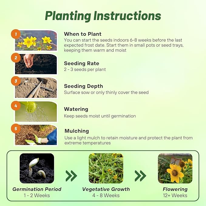 Outsidepride Perennial Bur Marigold Hannay's Lemon Drop Seeds - 2000 Pcs. Heirloom, Self-Sowing, Drought-Tolerant Flower Seeds, Pollinator-Friendly, for Vibrant Blooms, Low-Maintenance Summer Gardens